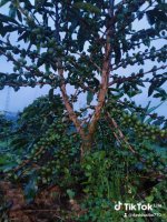 Kopi Arabia Anggi
