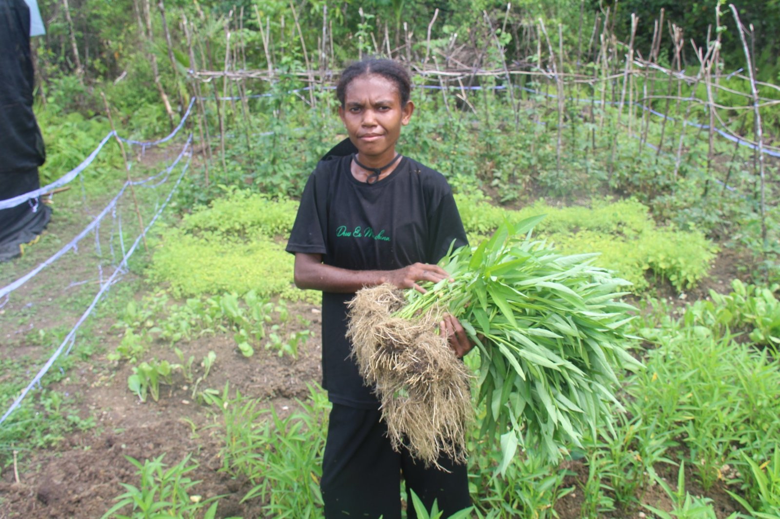 Kangkung Cabut
